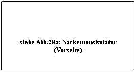 Textfeld:  
siehe Abb.28a: Nackenmuskulatur (Vorseite)
