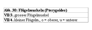 Textfeld: Abb. 30: Flgelmuskeln (Pterygoides) 
VII/3. grosser Flgelmuskel 
VII/4. kleiner Flgelm., o = oberer, u = unterer 
