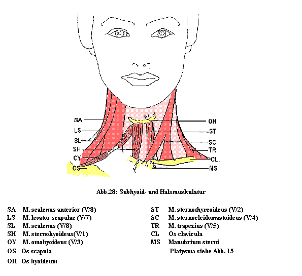 Textfeld: Abb.28: Subhyoid- und Halsmuskulatur
SA
 M. scalenus anterior (V/8)
ST 
M. sternothyreoideus (V/2)
LS    
 M. levator scapulae (V/7)
SC 
M. sternocleidomastoideus (V/4)
SL
 M. scalenus (V/8)
TR 
M. trapezius (V/5)
SH 
 M. sternohyoideus(V/1)
CL
Os clavicula
OY 
 M. omohyoideus (V/3)
MS
Manubrium sterni
OS
Os scapula
 
 Platysma siehe Abb. 15 
OH
Os hyoideum
 
 
